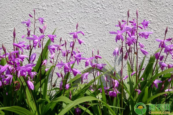 白芨<a href='https://www.cnhnb.com/p/yclzz/' class='j-href' target='_blank'><span style='color:#FF8001'>药材种</span></a>植利润如何？白芨市场动态及应用前景